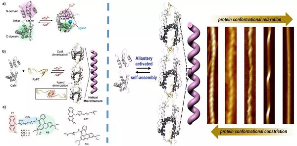 闫强课题组利用蛋白变构效应驱动蛋白质精准螺旋自组装方面取得进展